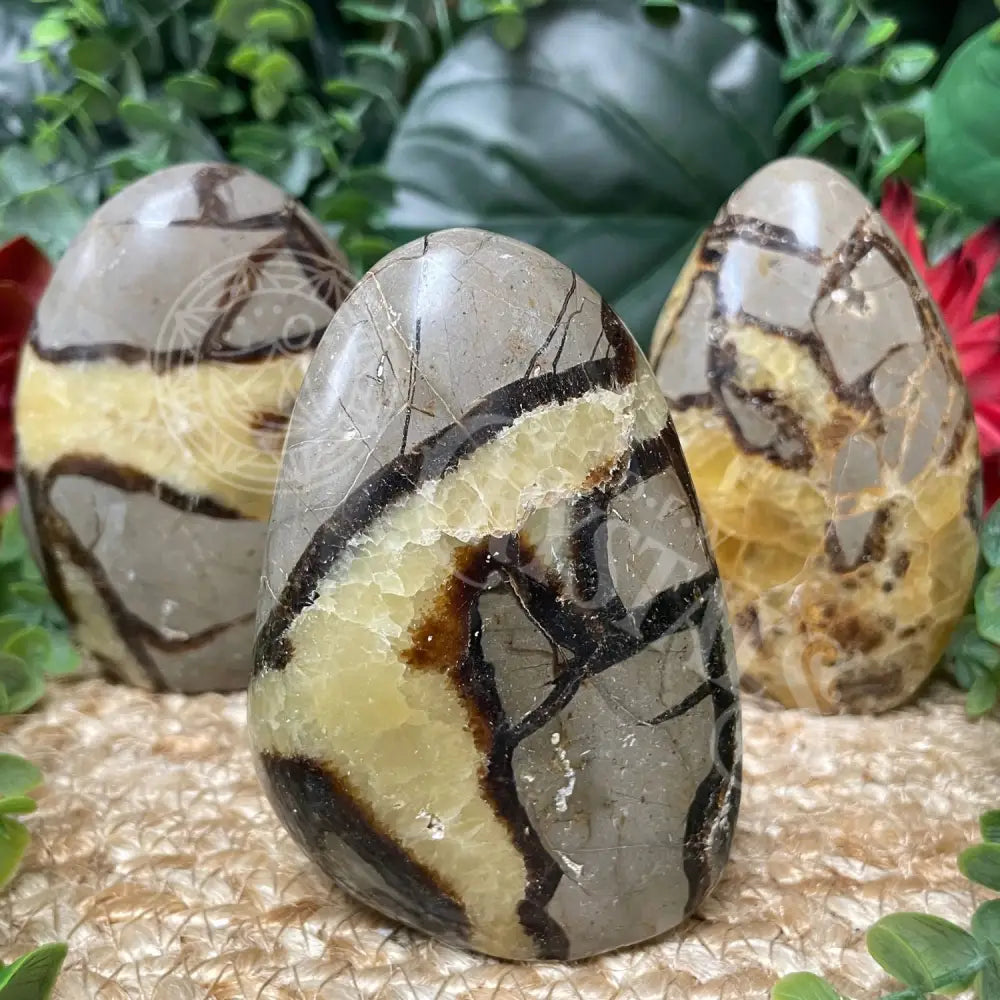 Septarian - xx516